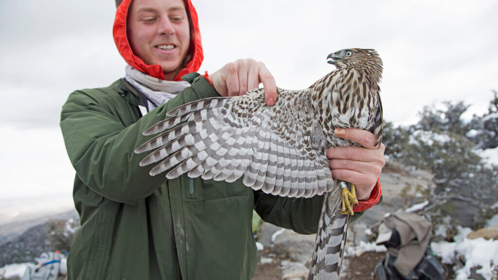 Hawk Watch