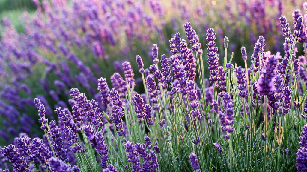 side hill spring lavender
