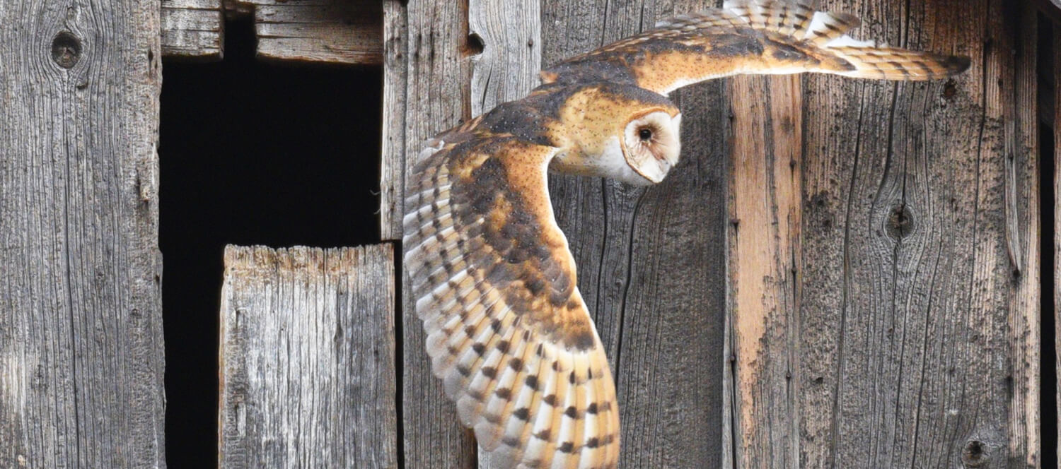 nevada events and shows, eagles and agriculture nevada, carson valley events
