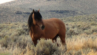 wild horses at the rockin td ranch