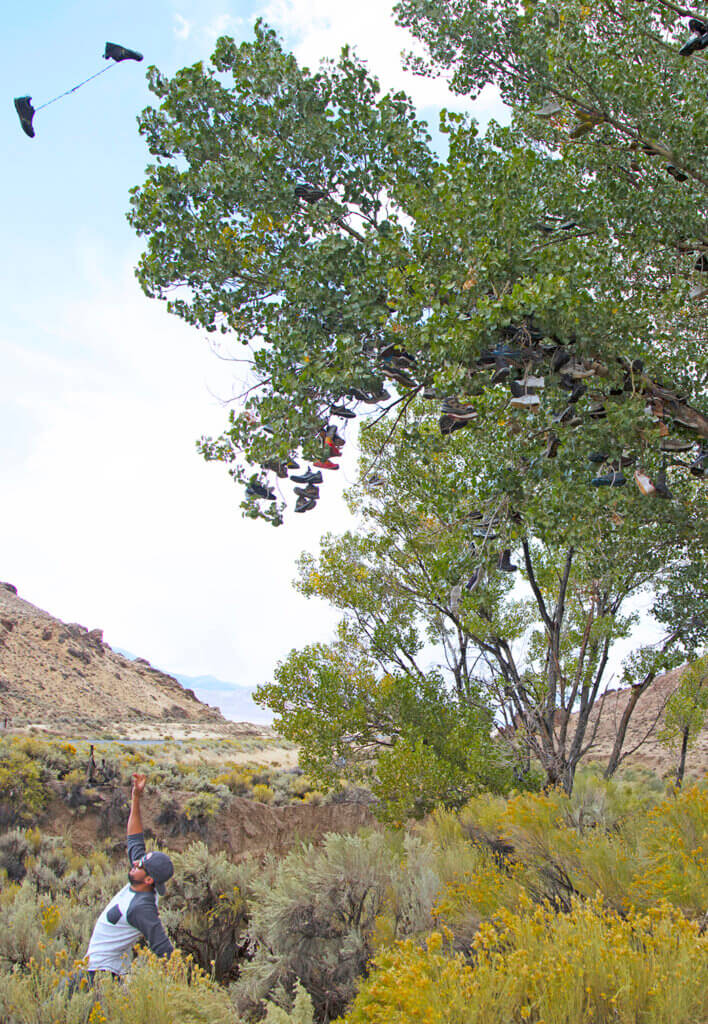 Nevada trees