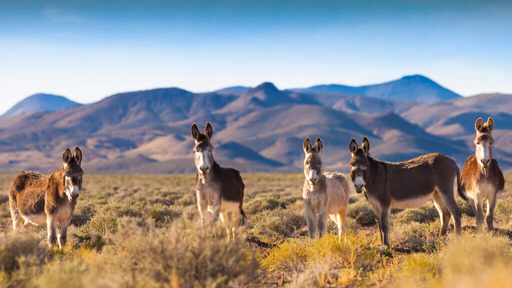 Nevada Wild Burro Band