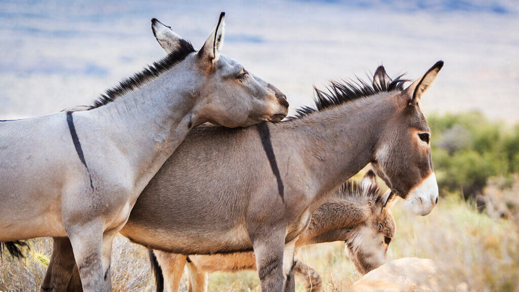 Wild Burros in Nevada