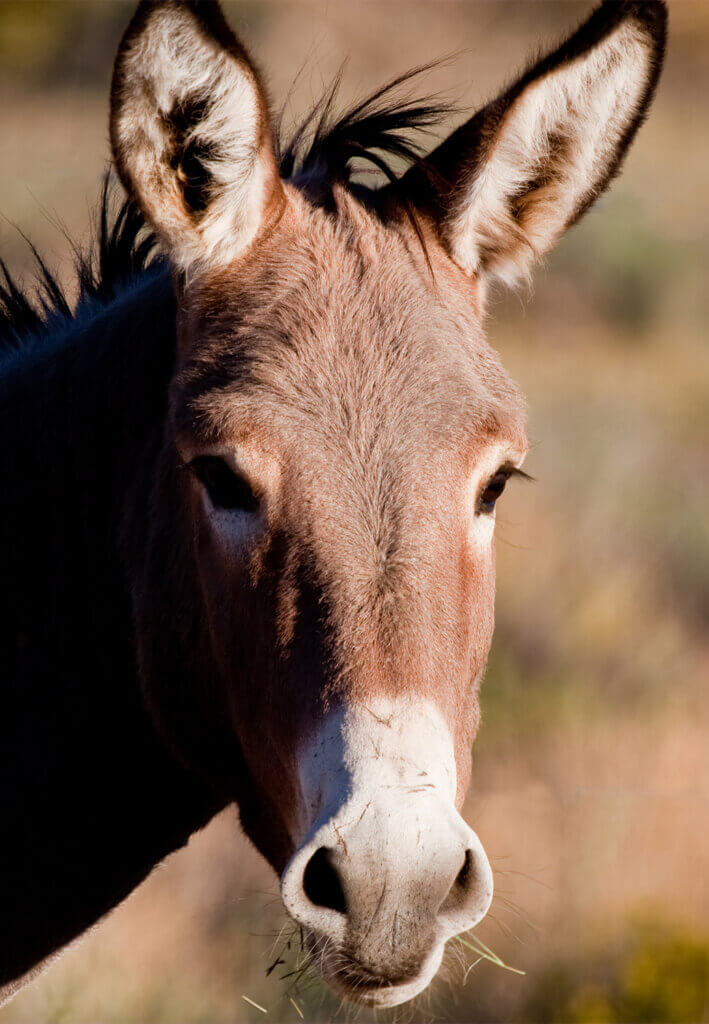 Wild Burros at Red Rock Canyon