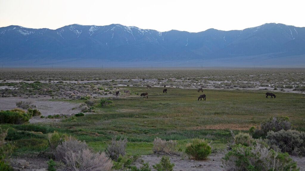 Hickison Burro Herd