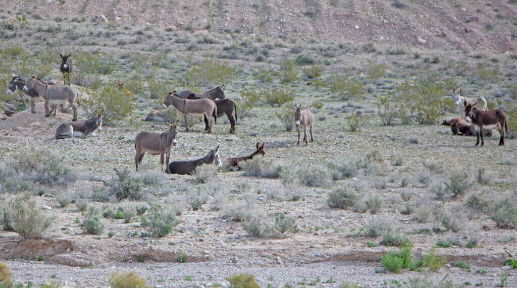 Wild Burros in Rhyolite Ghost Town