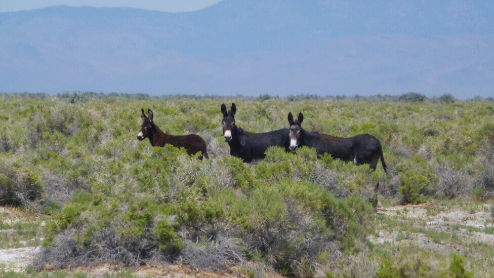 Hickison Burro Herd