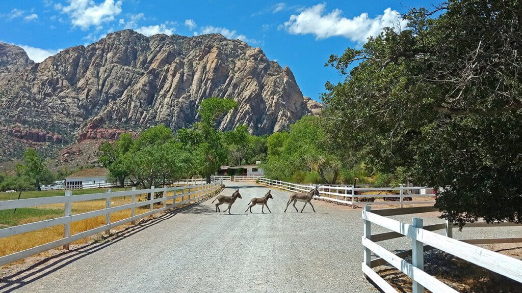 Baby burros at Spring Mountain Ranch State Park