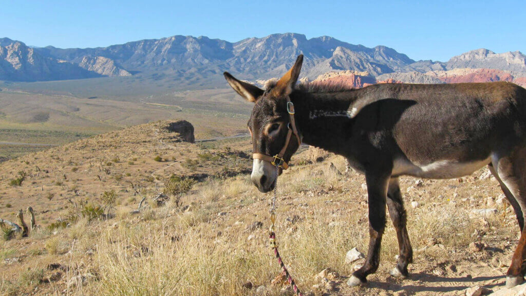 Jackson the Red Rock Canyon Burro