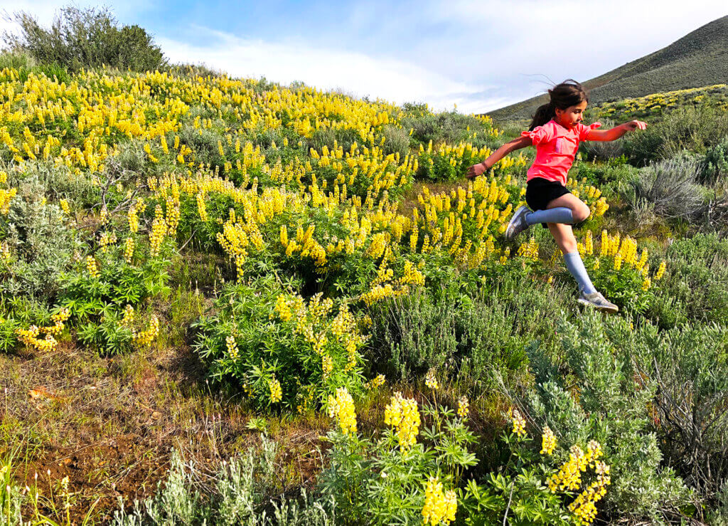 child runs through a spring wildflower bloom in nevada