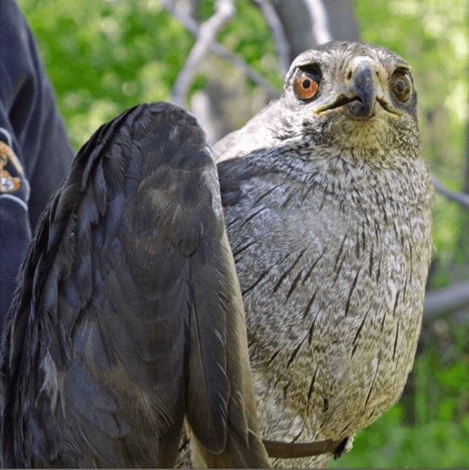 Surveying Nevada's Fiercest Raptor with Wildlife Diversity Biologist Mackenzie Jeffress