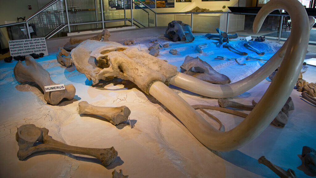Mammoth discovered at Black Rock Desert