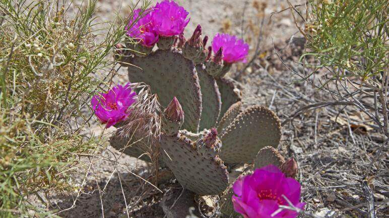 Blooming Cactus