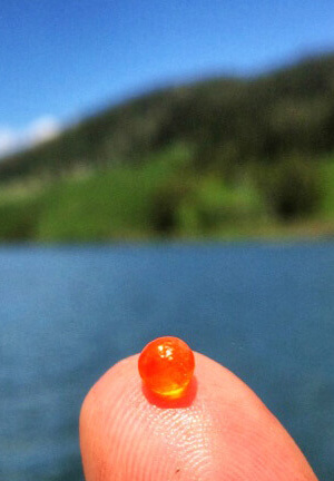 fish egg on finger