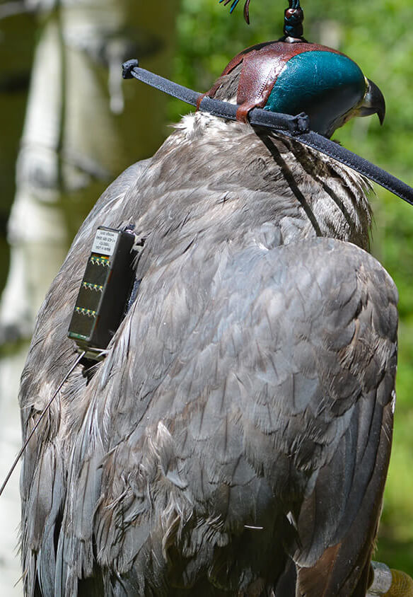 northern goshawk with wildlife transmitter