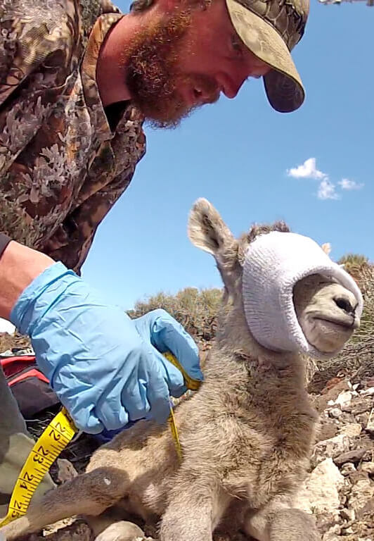 surveying bighorns in northeastern nevada