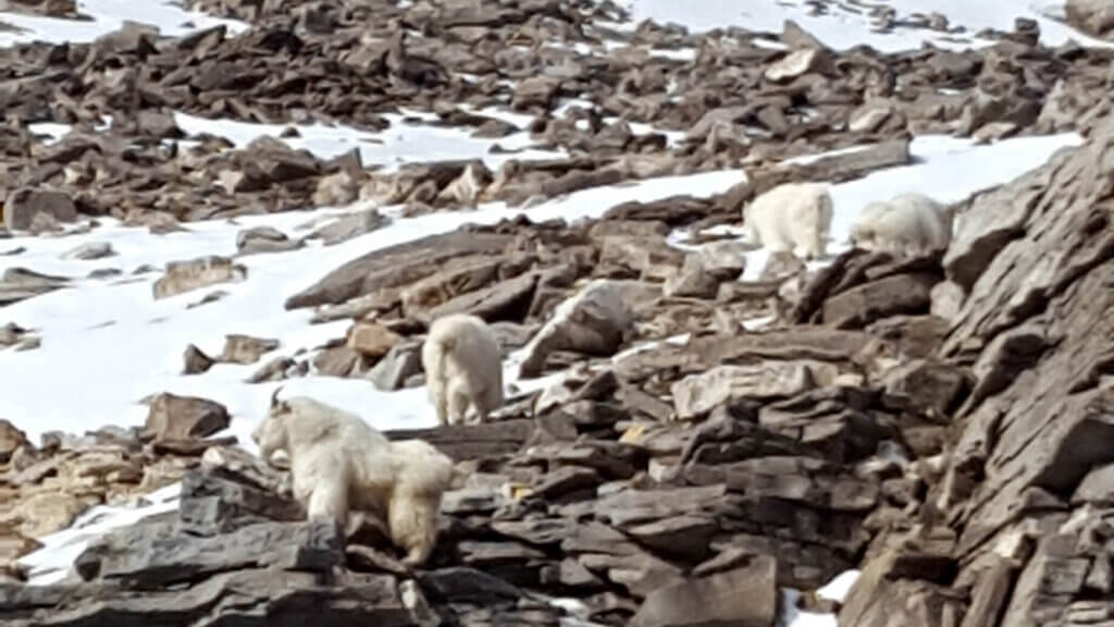 mountain goats in the ruby mountains