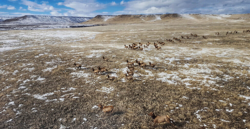 rocky mountain elk in northern nevada