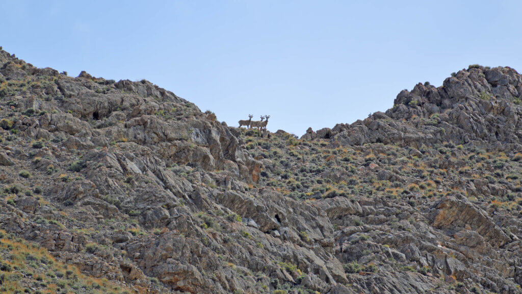 desert bighorn sheep, nevadas state mammal