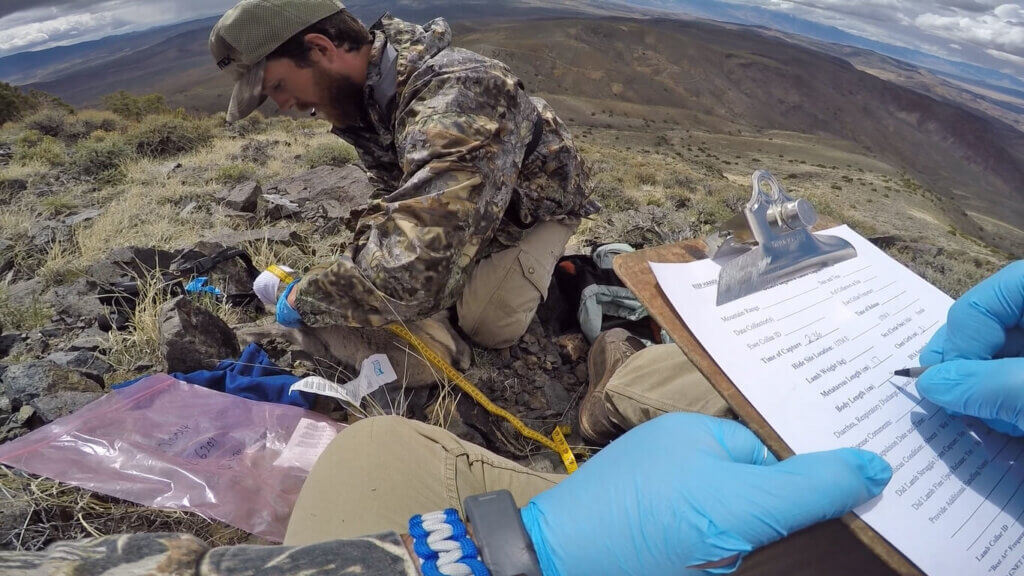 tracking bighorns in northeastern nevada