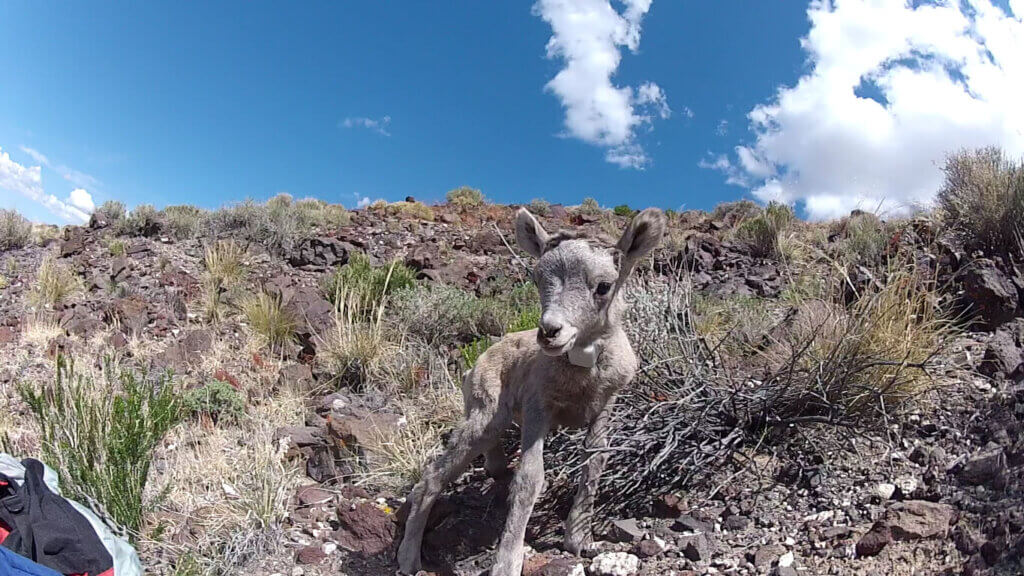 baby bighorn in northeastern nevada