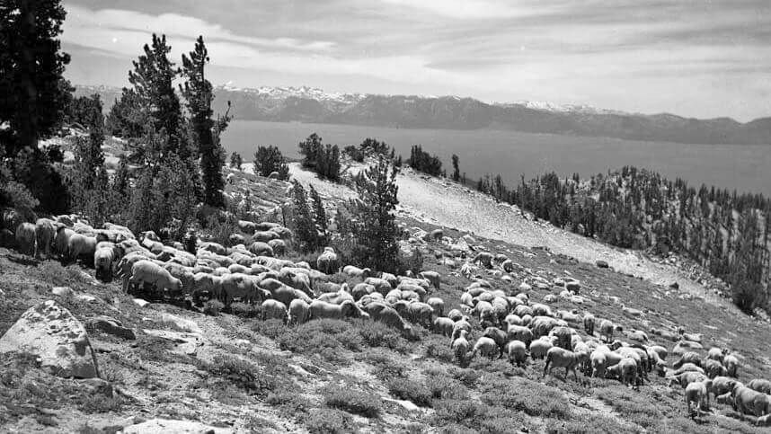 Basque Sheepherding in Nevada