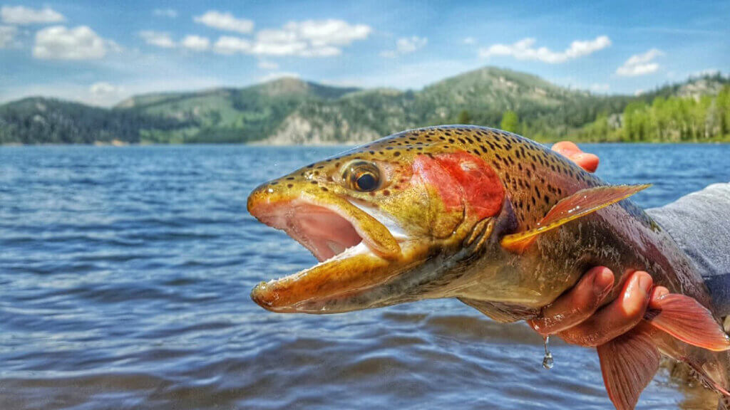 marlette lake trout