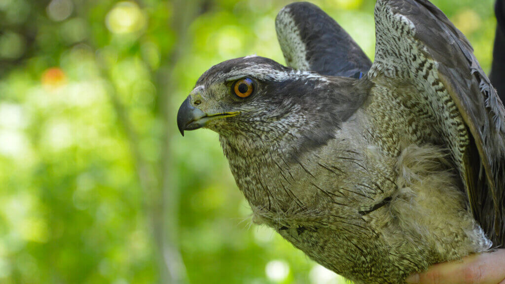 northern goshawk