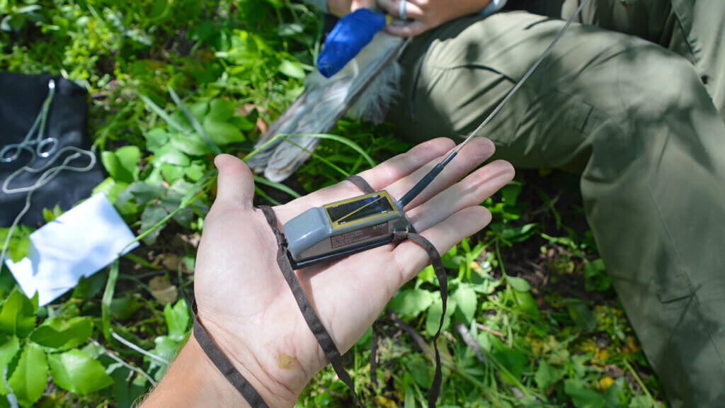 person showing a wildlife transmitter