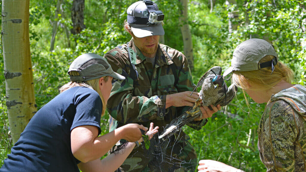 3 people inspecting a northern goshawk