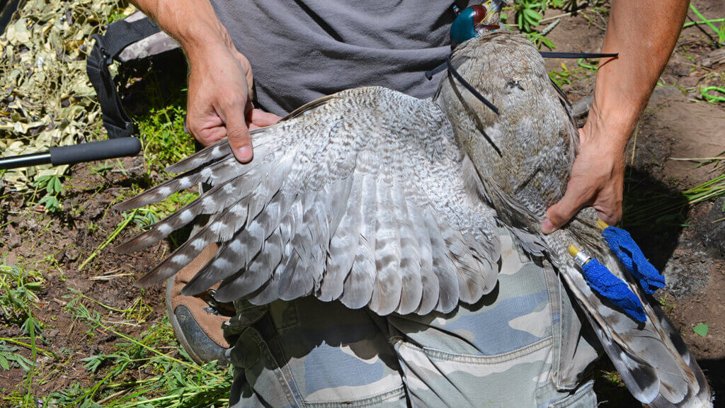 man measuring the goshawks tail feathers