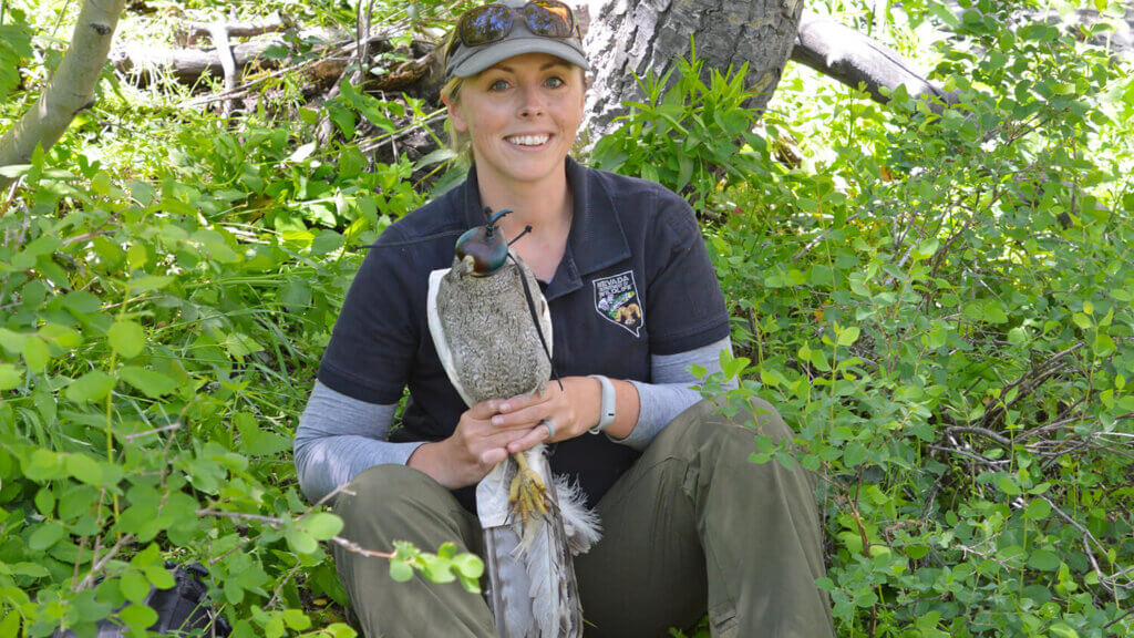 woman holding a northern goshawk