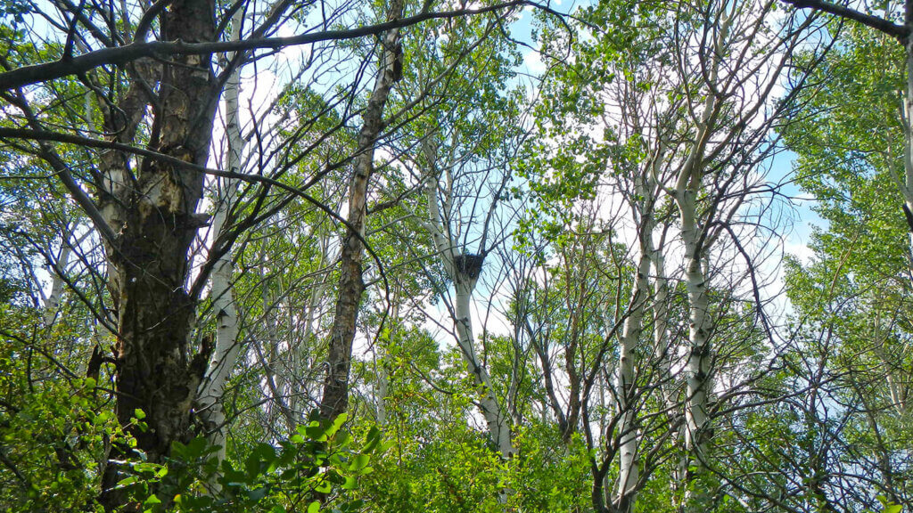 trees with a northern goshawk nest 