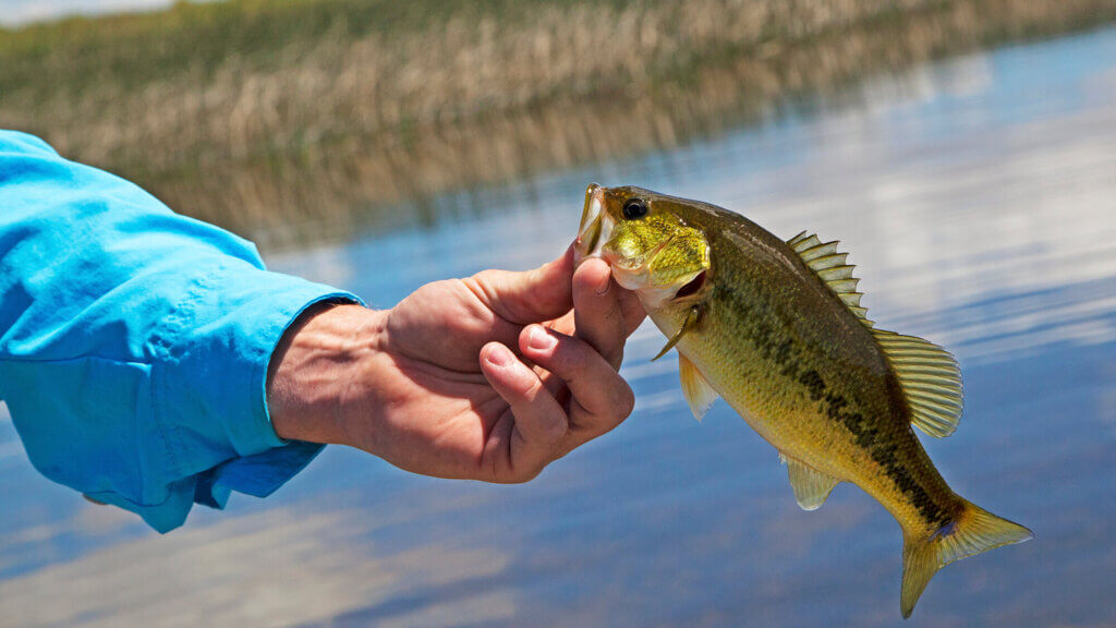 fish caught at ruby lake