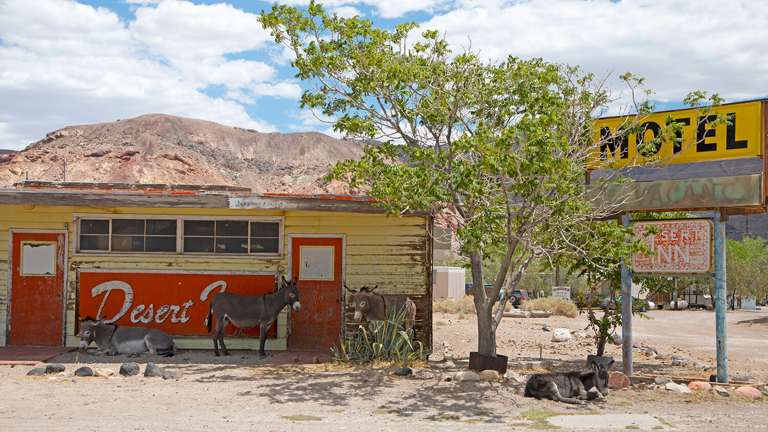 beatty burro, wild burro, nevada burro, beatty burros nv