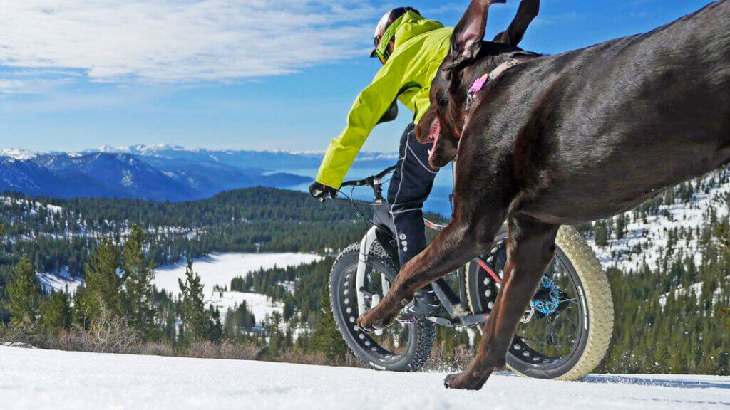 a biker and his dog traverse down the mountain at diamond peak ski resort