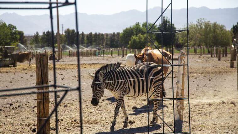 zebra at ryanhenge