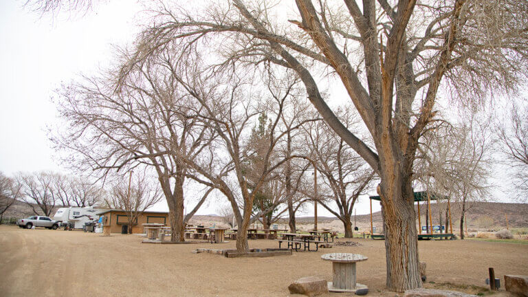 trees at spicer ranch