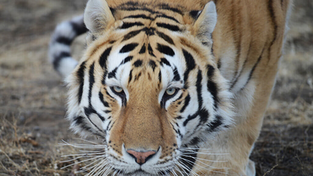 tiger at safe haven wildlife sanctuary