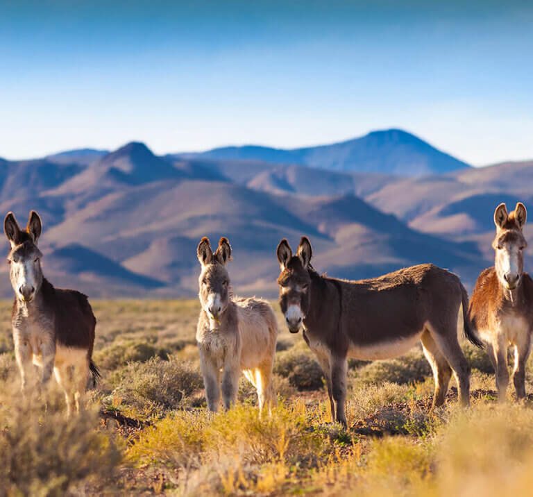 Dyer, NV Fish Lake Valley Esmeralda County Travel Nevada