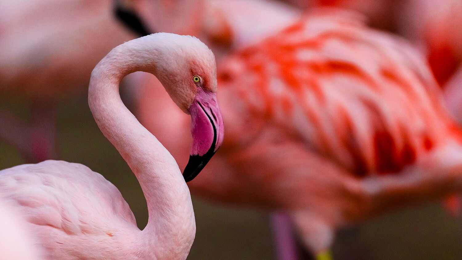 Inside the Flamingo Hotel and Casino Habitat 