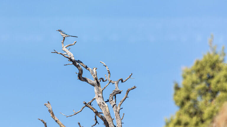 bird perched on tree on pinyon trail in gardnerville