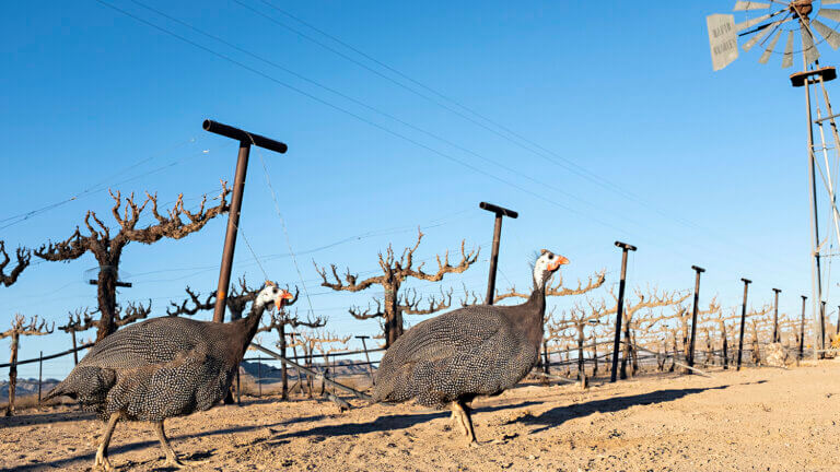 Tarantula ranch, Amargosa Valley, Death Valley Hotels, Uncommon Overnighters, Unique places to stay Nevada