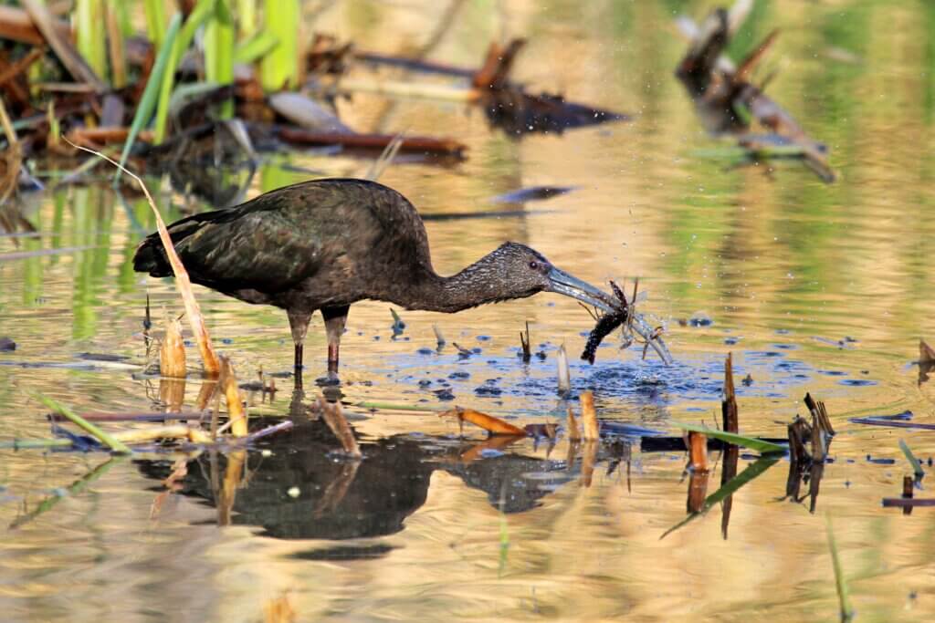 White-faced Ibis