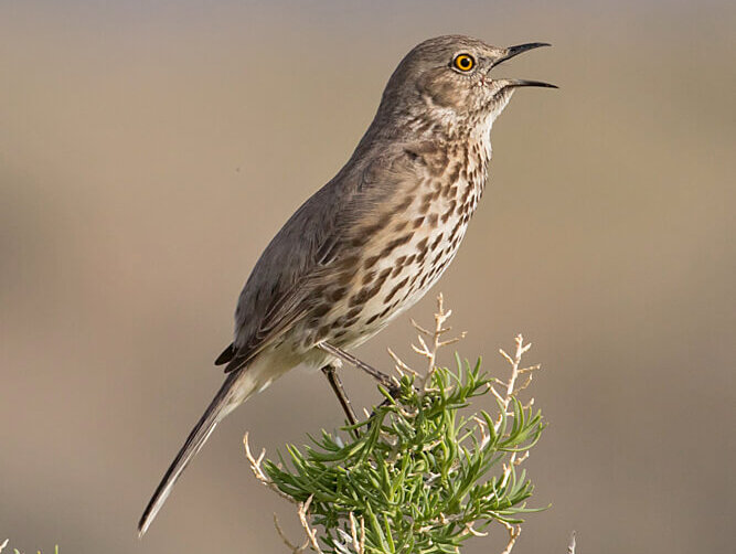 Sage Thrasher