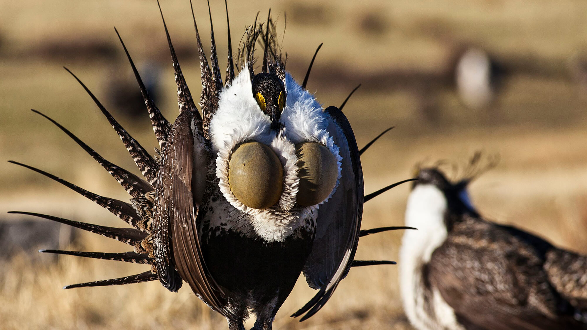 Find Your Flock: 6 Premier Perches for Birding in Nevada