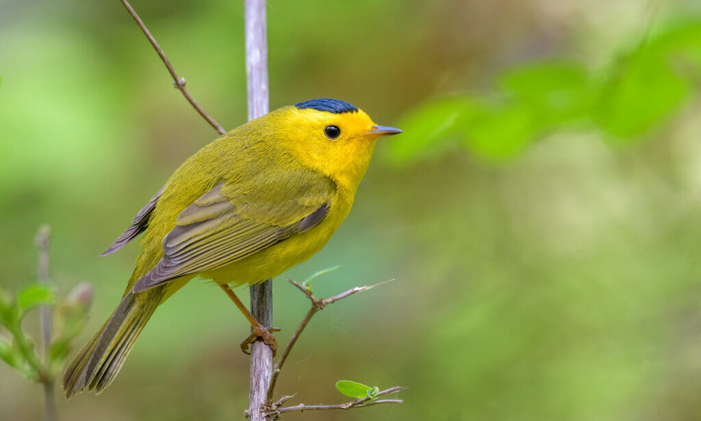 Winston's Warbler 