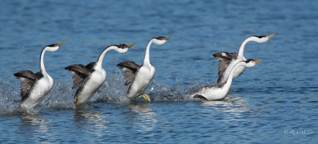 Grebes