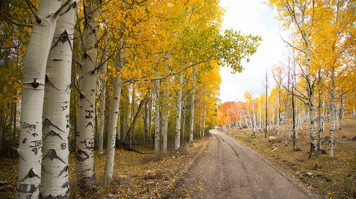 A photo of Success Loop in Ely