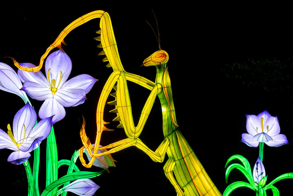 Dragon Lights Reno Nevada